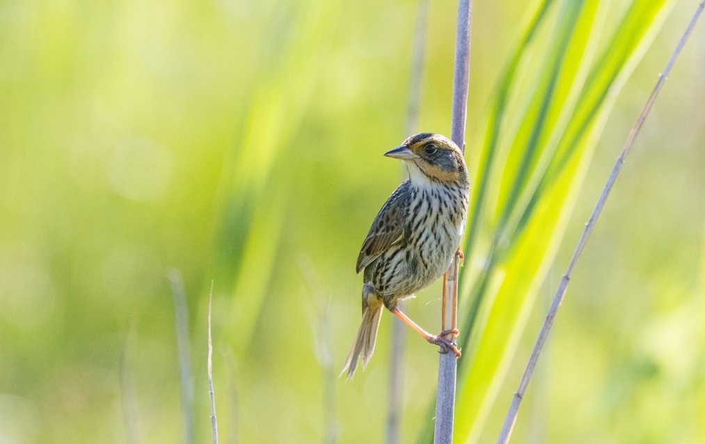 Bird in grass